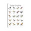 «British Song Birds» par Michelle Campbell - impression d'art graphique-52542282-52542283-52542284