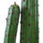 28 " H Faux Cactus Plant in Plastic and Fiberstone Pot
