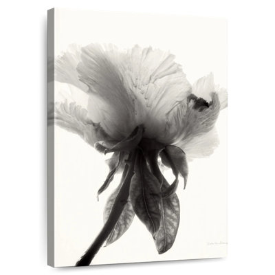 Harnek Translucent Peony II