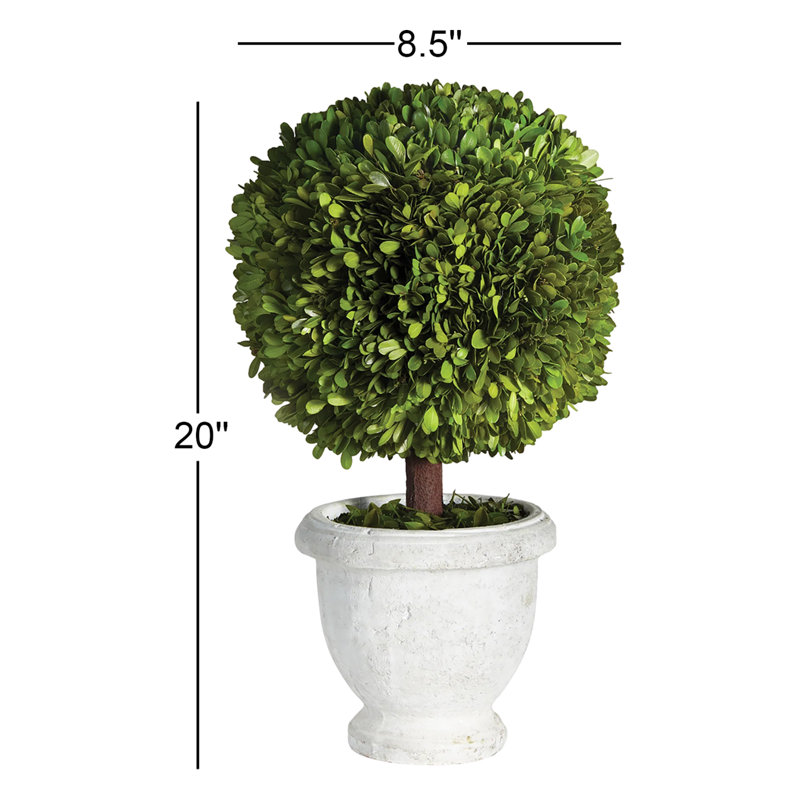 Alby Boxwood Topiary in Ceramic Pot, 20" H x 8.5" W x 8.5" D 