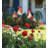 Rooster Plant Pick Set/2