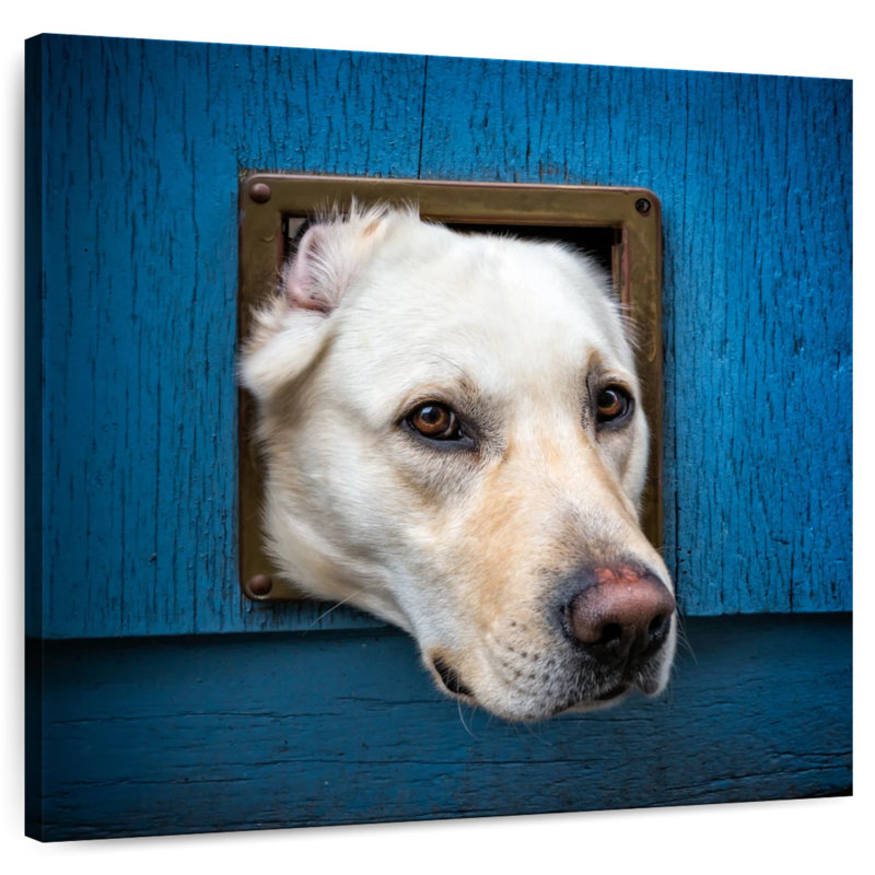 Crowle Labrador Head Peeping