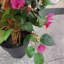 Artificial Bougainvillea Tree in a Pot – Decorative Plant with Realistic Flowers, UV Resistant, for Indoor and Outdoor Use, Living Room, Office, Balcony, Garden ,185cm