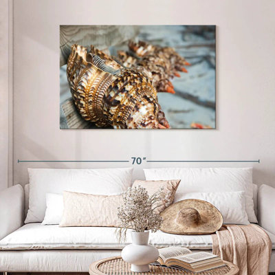Aletra Ocean Shells