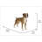 Boxer Dog Standing