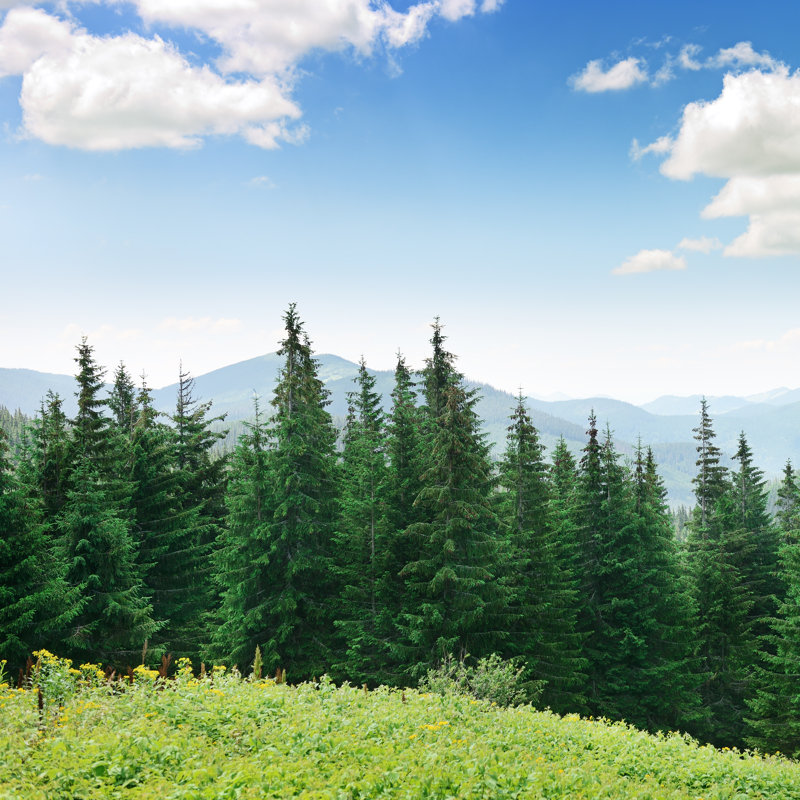 Beautiful Pine Trees by Serg_Velusceac - Wrapped Canvas Print, 30.48cm H x 30.48cm W