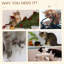 Tour pour chat 53 "avec peluche et robuste