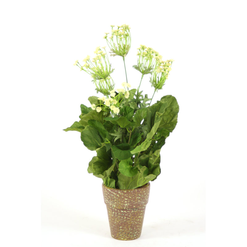 Queen Anne Lace dans un pot en argile
