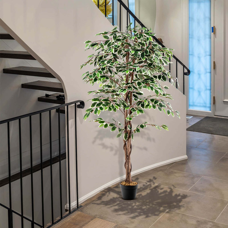Plante 63 po