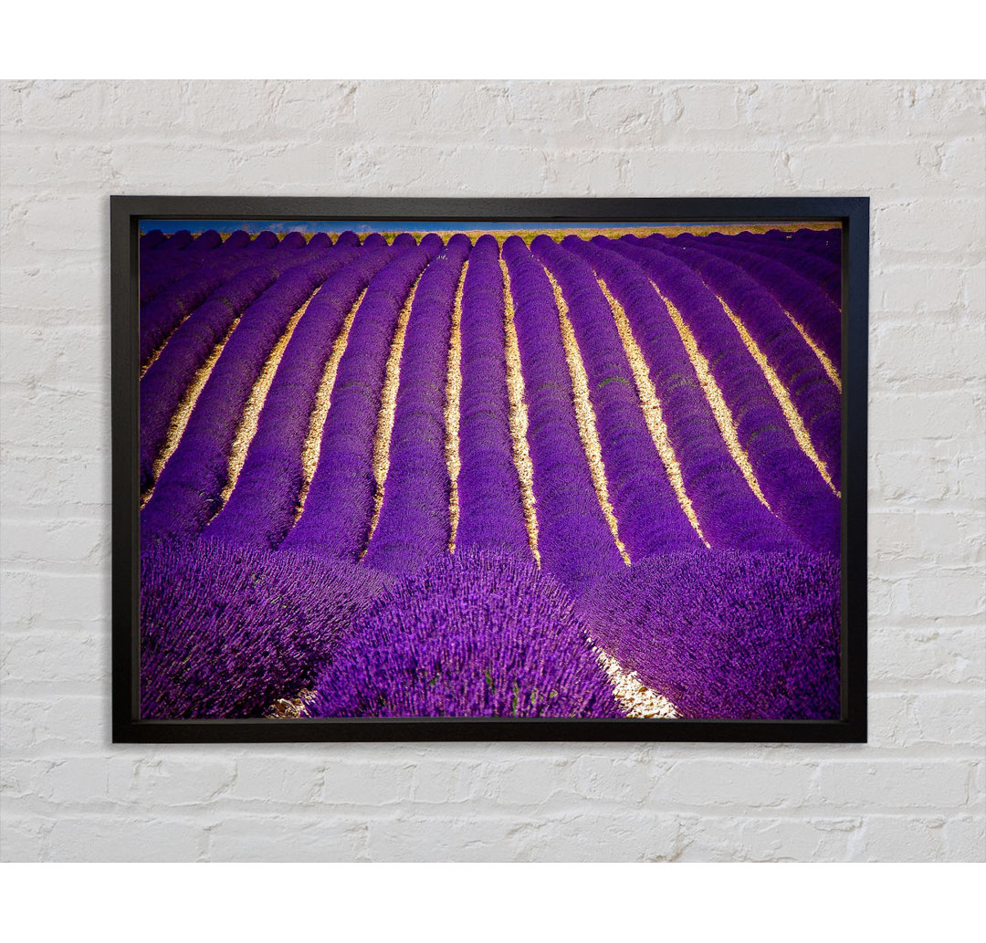 Gerahmter Kunstdruck Lavender Field