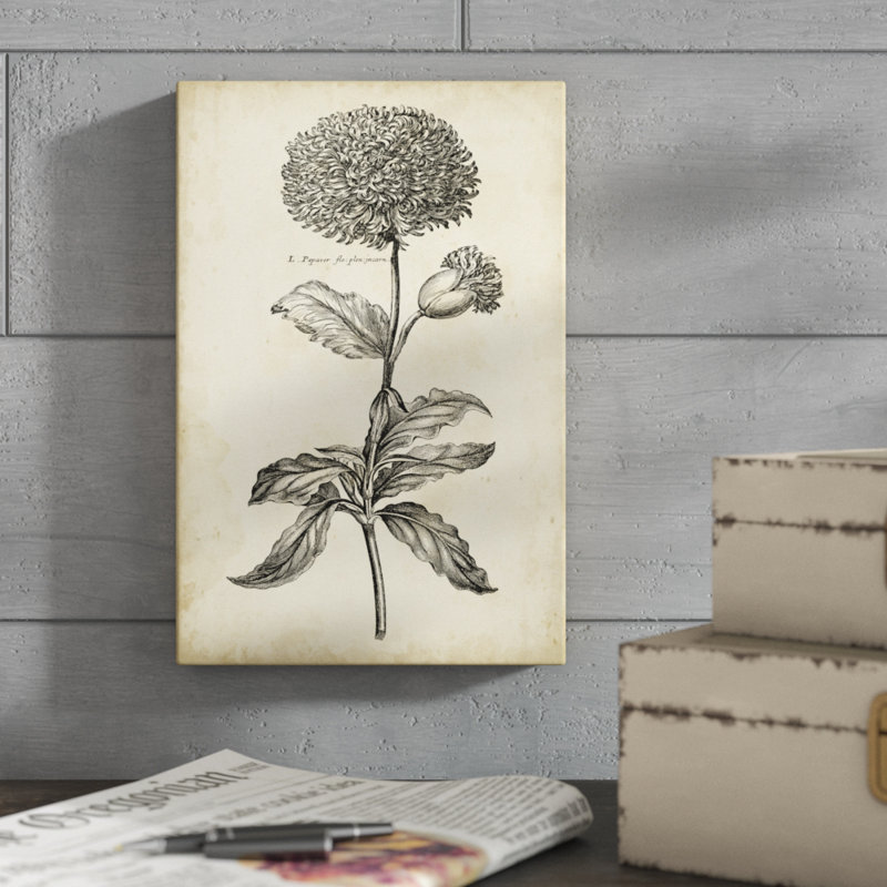 Singular Beauty II by Vision Studio - Print on Canvas, Wrapped Canvas, 30cm H x 20cm W