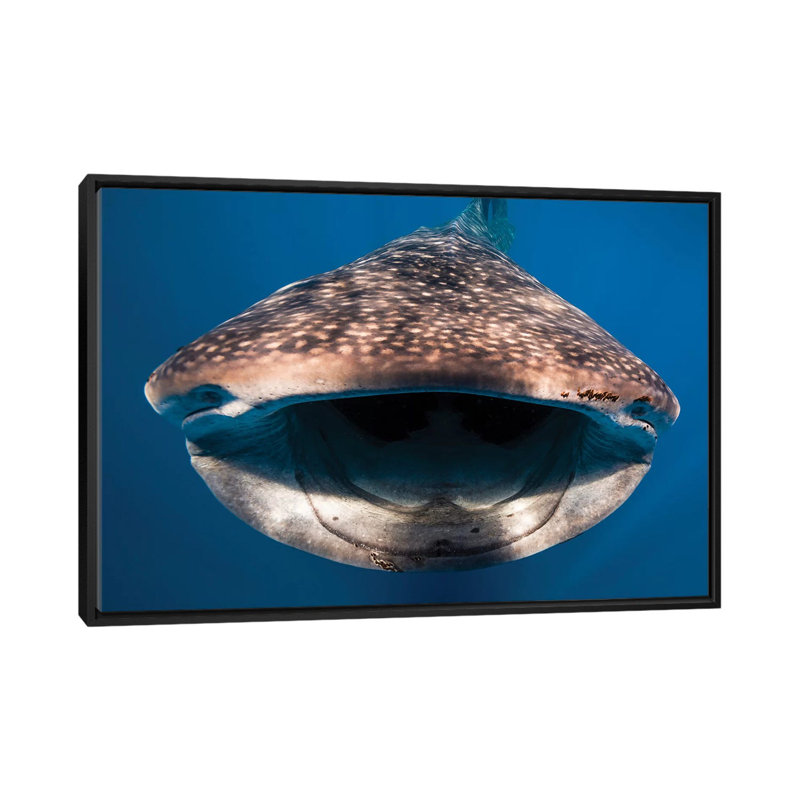 " Whale Shark In Isla Mujeres, Mexico I " by Jennifer Idol, 18" H x 26" W x 1.5" D, Black Framed Canvas, No Mat