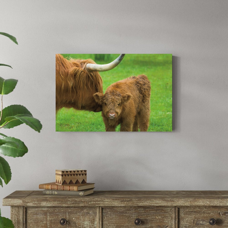 «Scottish Highland Cattle VII» par Alan Majchrowicz, reproduction de photo sur toile tendue, H 20 po x l 30 po