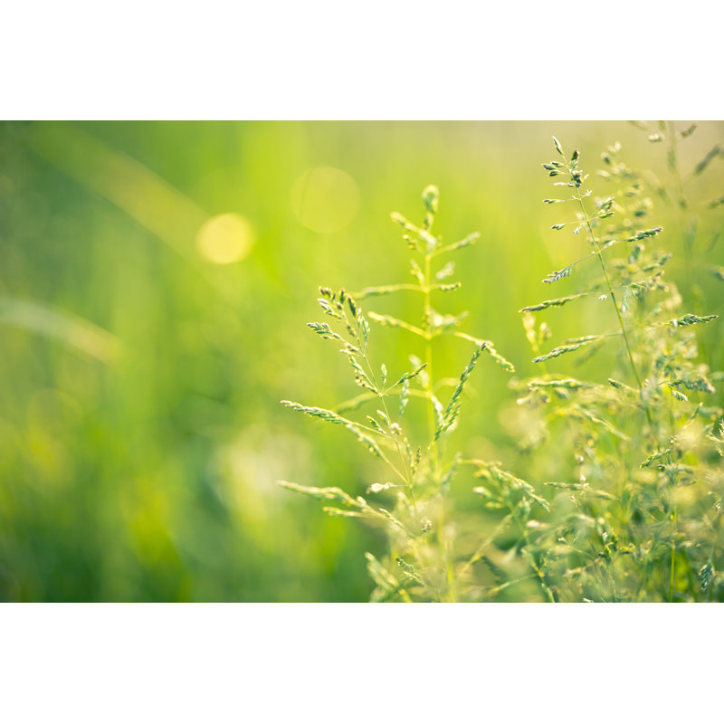Beautiful Meadow by Jeja, 32" H x 48" W