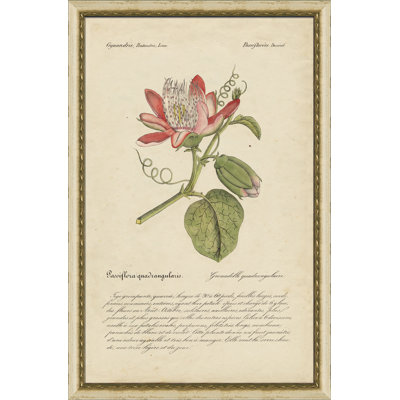 Gvanadille géante - peinture encadrée sur papier