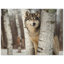 Loup gris - reproduction d'art animalier sur toile - Portrait de loup, affiche sur toile - Illustration de forêt naturelle - Décoration chalet rustique-1058081909-1058081908