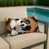 Karelian Bear Dog