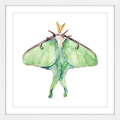 " Luna Moth " by Rachel Byler