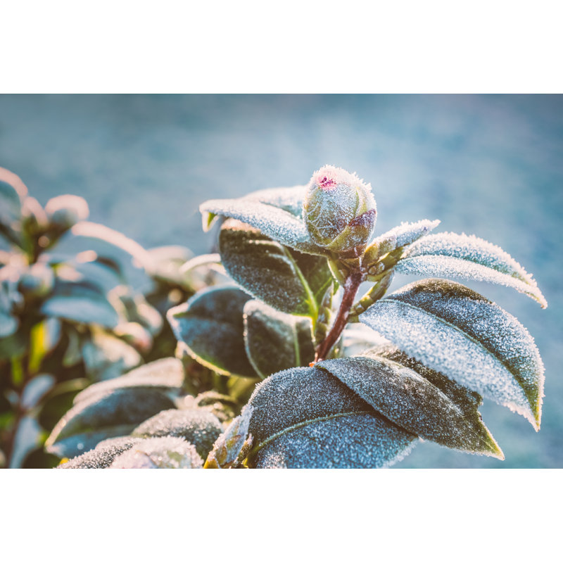 Camellia Plant by CBCK-Christine - Wrapped Canvas Print, 61cm H x 91cm W