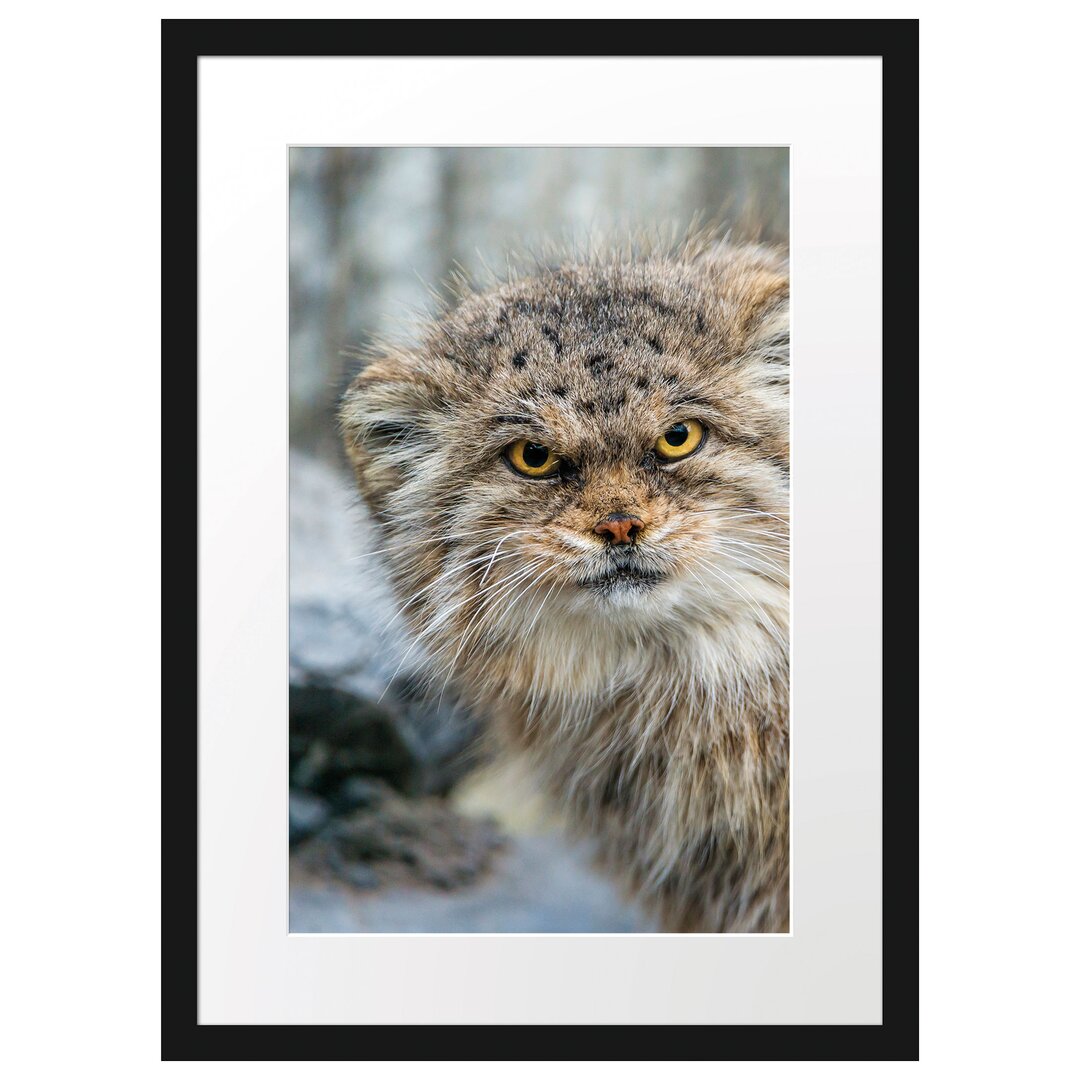 Gerahmtes Poster Wütende Manul