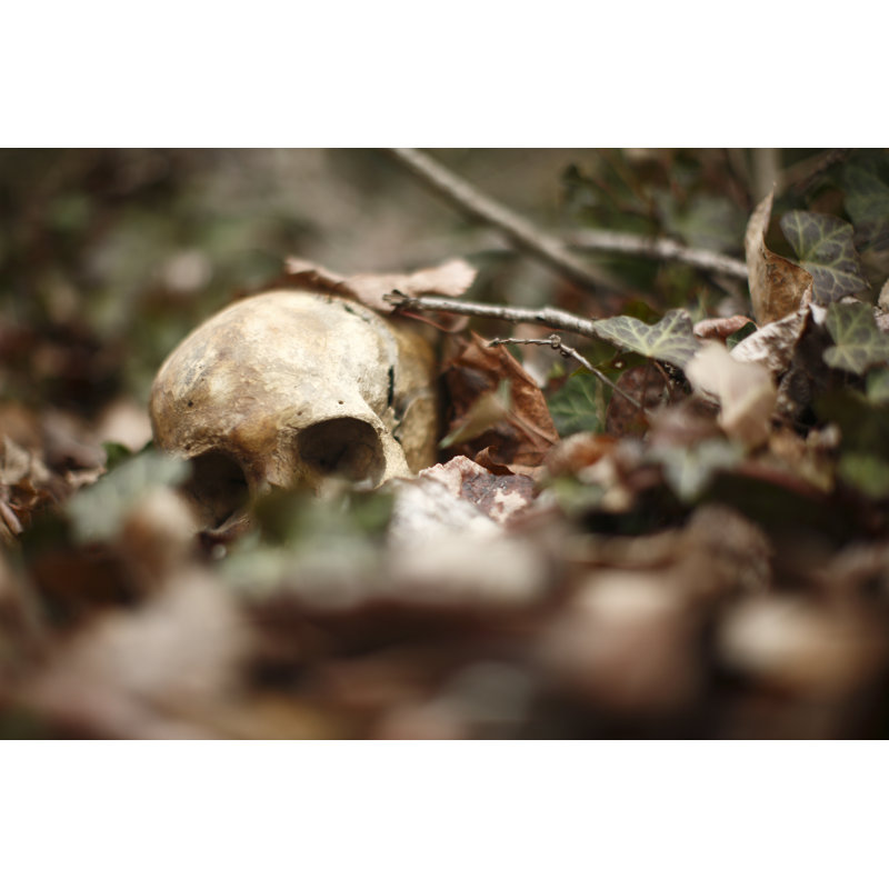 Human Skull Laying In The Leaves In The Forest - Wrapped Canvas Print, 81cm H x 122cm W