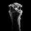 «Ostrich», reproduction de photo sur toile-29172315-72784207-72784202