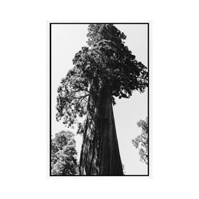 Sequoia National Park VI by Bethany Young - Print on Canvas