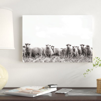 " Black And White Sheep Herd "