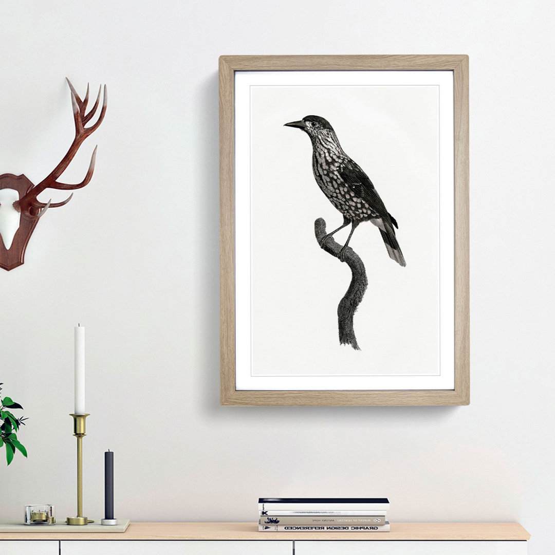 Nutcracker Bird by Jacques Barraband - Framed Print