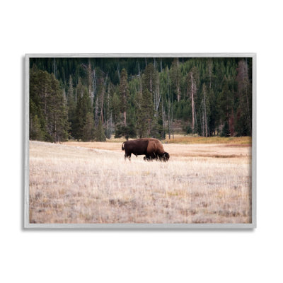 Bison qui broute dans un paysage de campagne - photographie