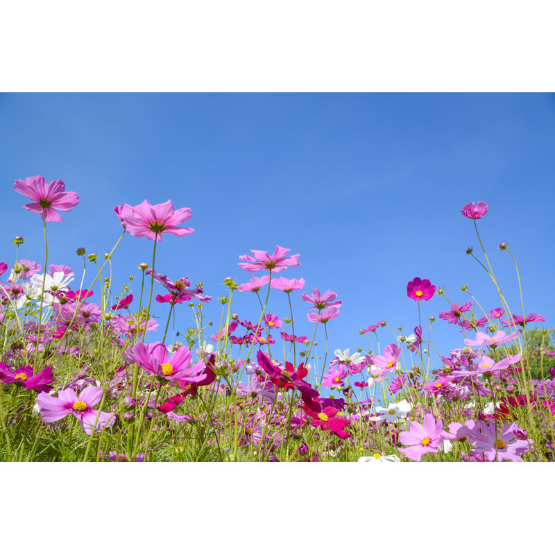 Cosmos Flowers - Wrapped Canvas Print, 20cm H x 30cm W x 3.8cm D