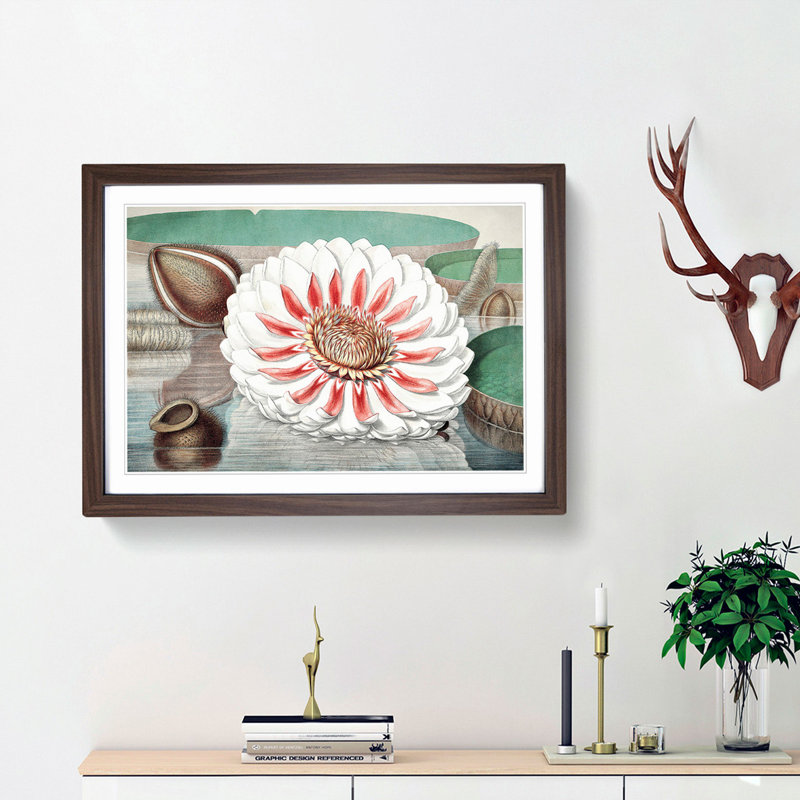Gigantic Water Lily in Full Bloom by William Sharp - Picture Frame Painting Print, Walnut Framed, 36cm H x 48cm W x 2cm D