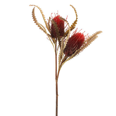 Protea Arrangement