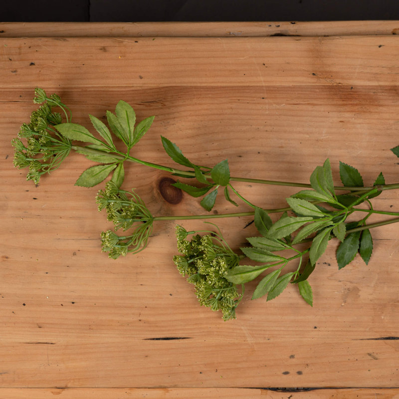 Anastasija Arrangement