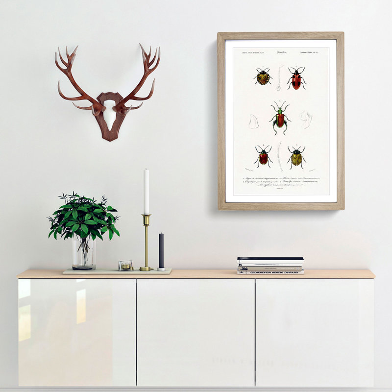 Beetle Illustrations PL.15 by Charles D'Orbigny - Single Picture Frame Print, 45cm H x 33cm W x 2cm D, Oak Framed