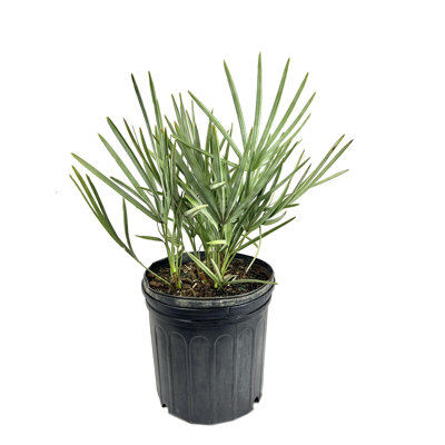 Silver Saw Palmetto - Live Plant in a Growers Pot - Serenoa Repens Silver - Native Ornamental Palms from Florida