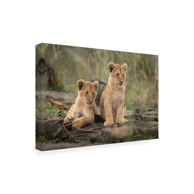 «Daniel Katz Little Lion Cubs», art sur toile, H 22 po x l 32 po x P 2 po
