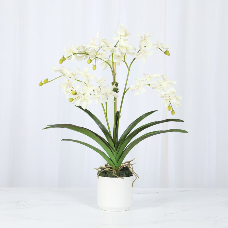 Polysilk Orchid Arrangement In Pot, White, White
