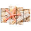 Velours de coquillage Aletra-108876594