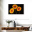 Trois marguerites Harnek sur fond sombre-108136814