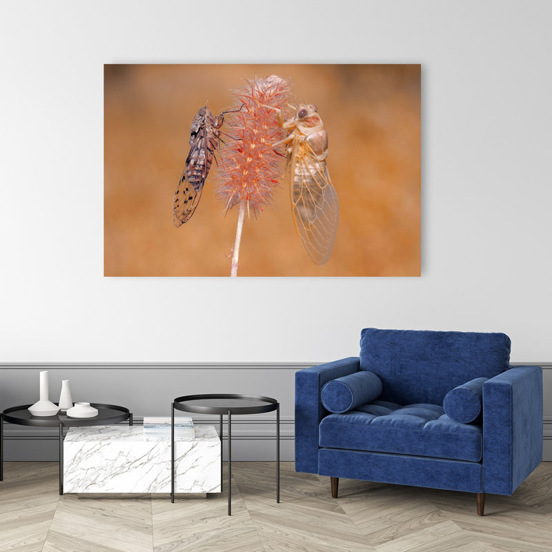 Cicada Emergence Delicate Contemporary Animal Nature Wall Art Print 1 Piece Wrapped Canvas Wall Art, 101.6cm H x 152.4cm W
