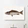 Mangrove Snapper Fish by Mark Catesby - Wrapped Canvas Print
