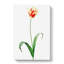 Didiers Tulip by Pierre-Joseph Redoute - Wrapped Canvas-55342794