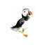 Puffin II by Soo Beng Lim - Wrapped Canvas Print-896344112