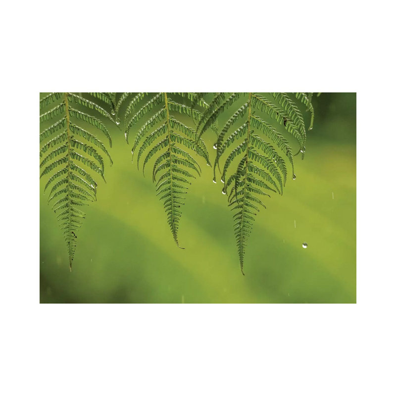 Costa Rica, Sarapique River Valley. Fern In Rain. by Jaynes Gallery - Wrapped Canvas Gallery-Wrapped Canvas Giclée