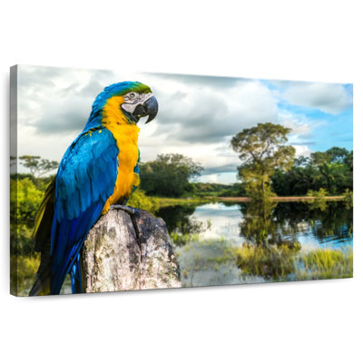 Brampt Macaw In Pantanal Brazil