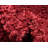 Shag Carlosadrian Area Rug Pepper Color-1941360286