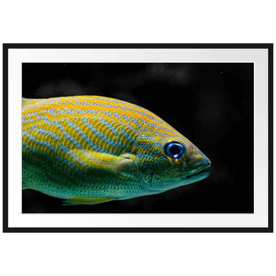 Gestreifter Fisch Gerahmter Fotokunstdruck Poster