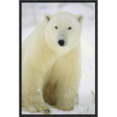 " Polar Bear Adult Portrait "