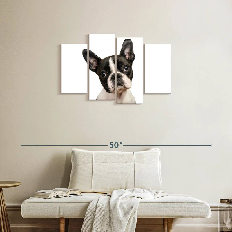 Brampt Little Boston Terrier